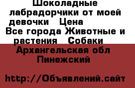 Шоколадные лабрадорчики от моей девочки › Цена ­ 25 000 - Все города Животные и растения » Собаки   . Архангельская обл.,Пинежский 